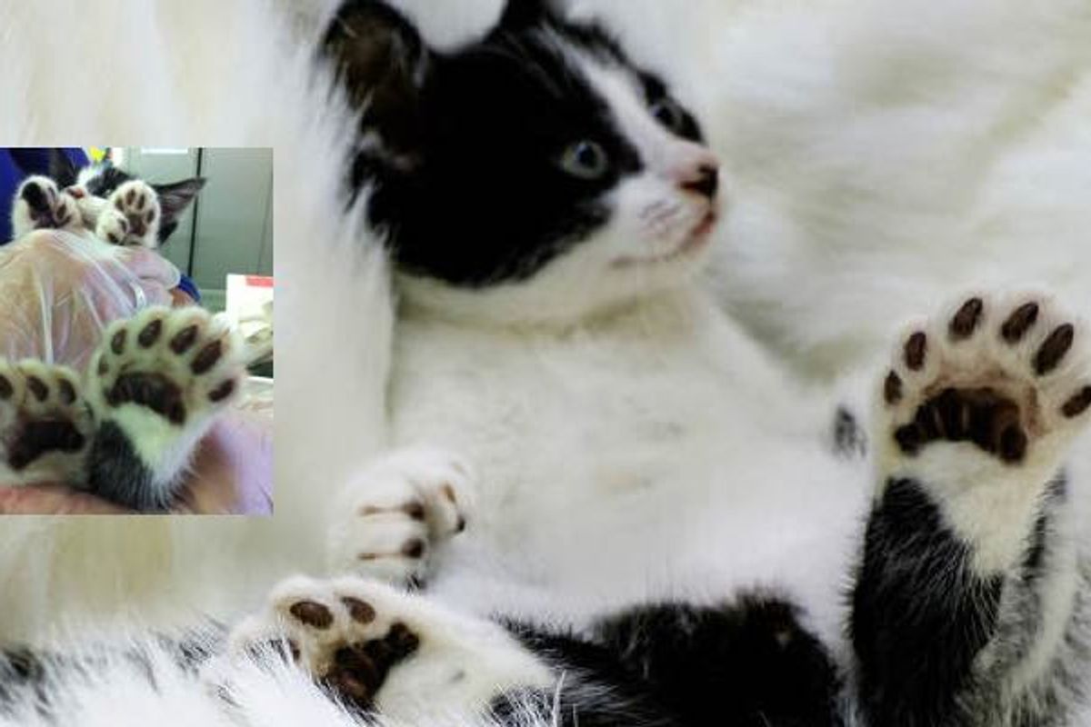 Toes the Cat with Big Mittens