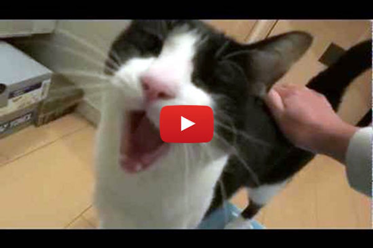 Yawny Cat Welcomes Dad Home