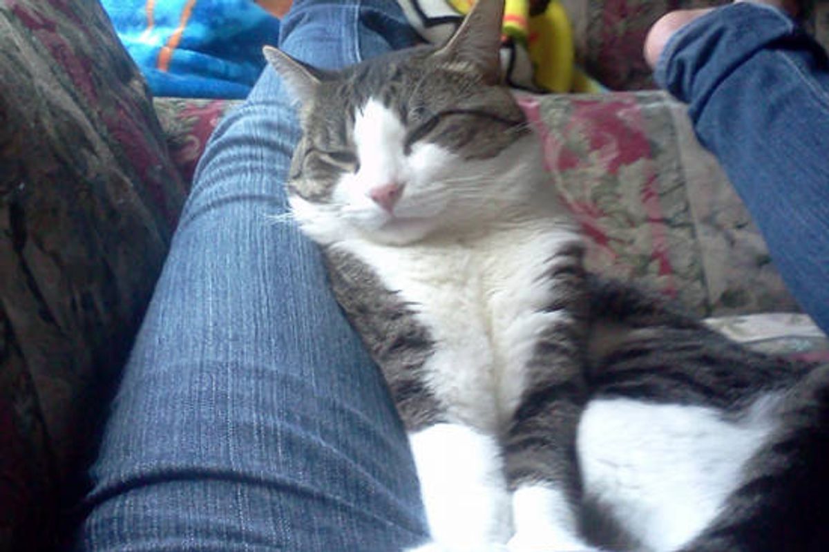 Kitty Cuddling With His Little Human