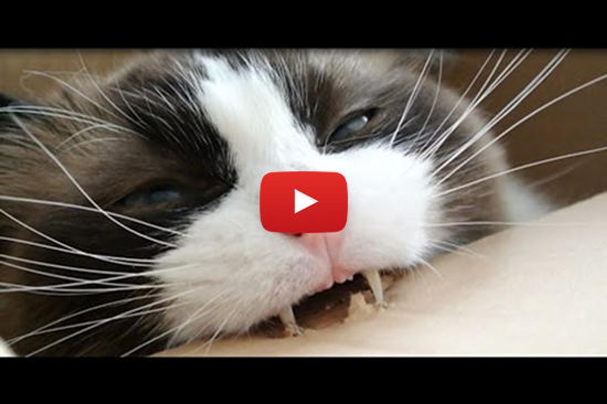 Timo The Vampurr Cat