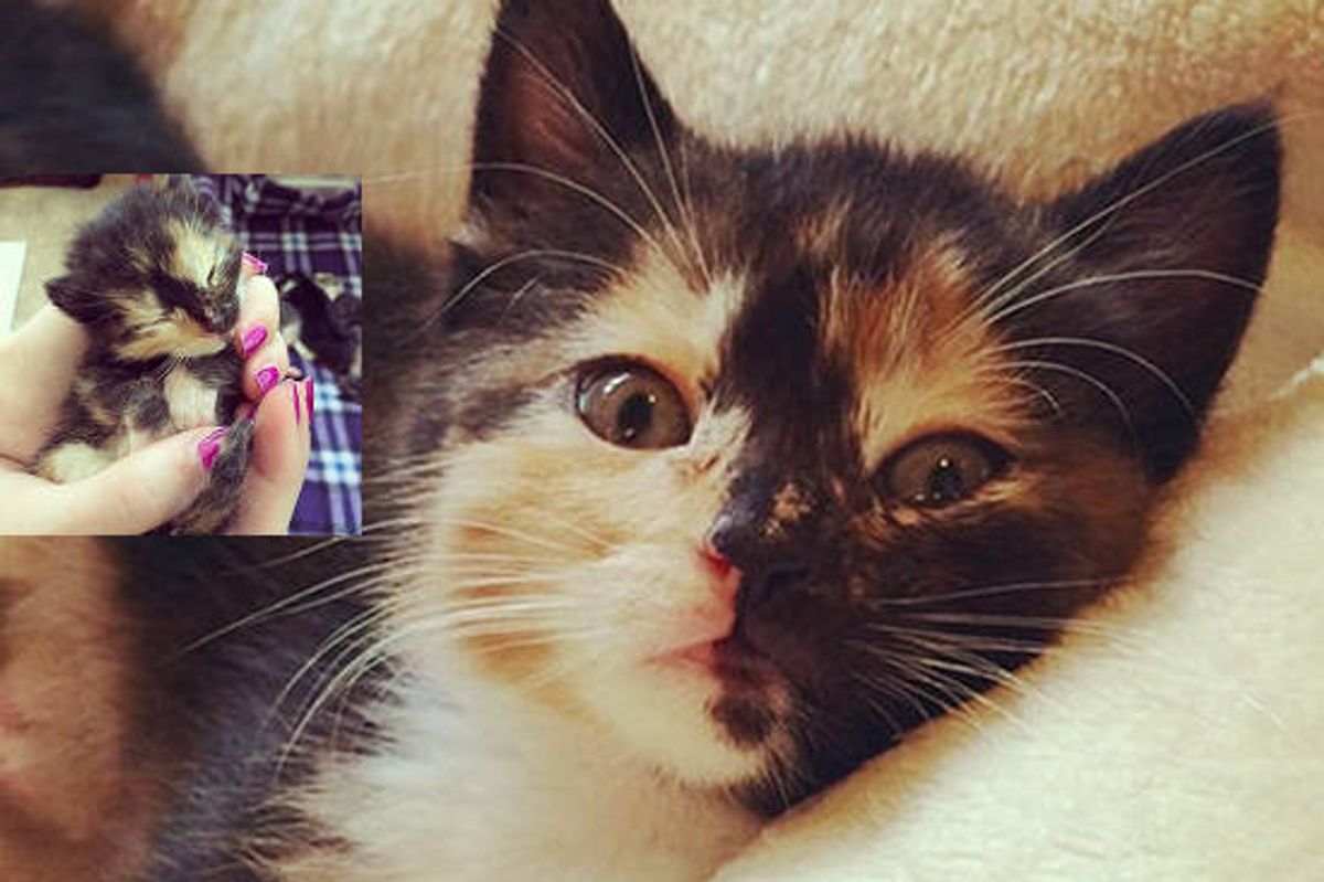 Chloe The Kitty - Foster Journey