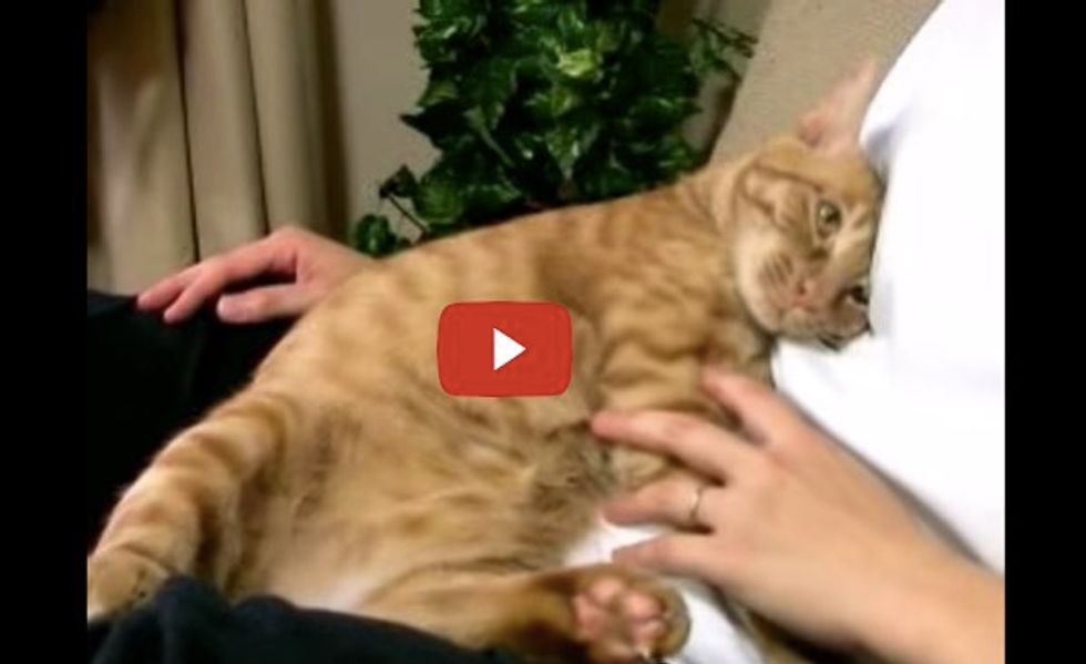 This Kitty Loves His Human