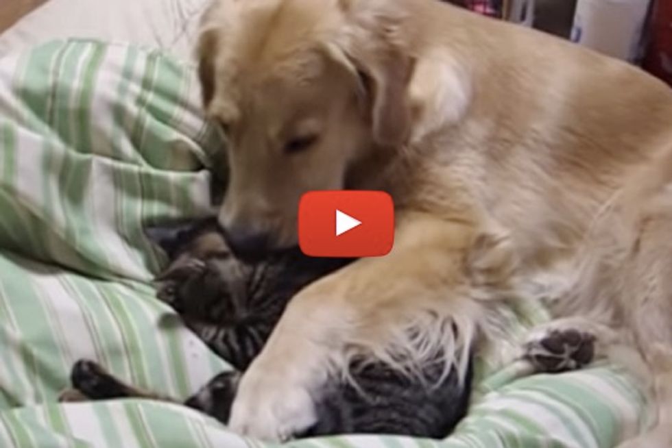 I Am Your Pillow