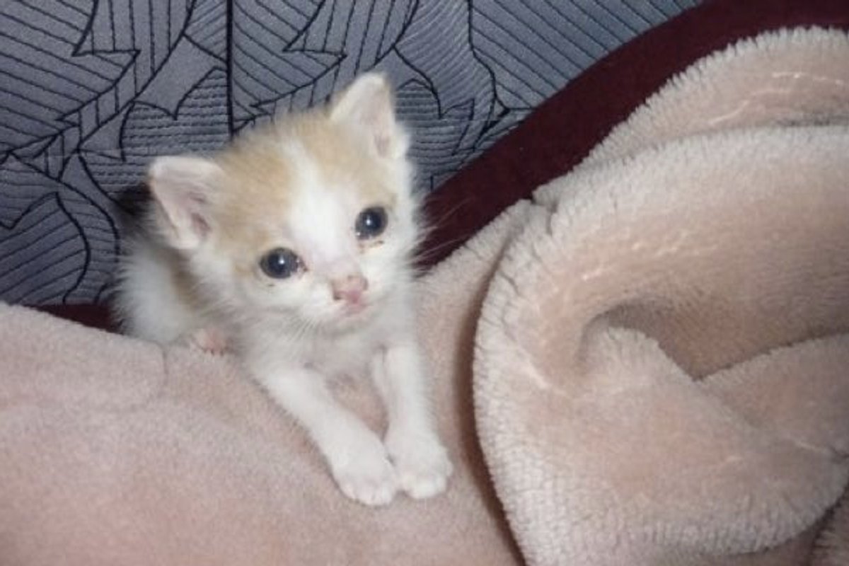 Young Boy Saves Kitten and Changes His Life Forever!