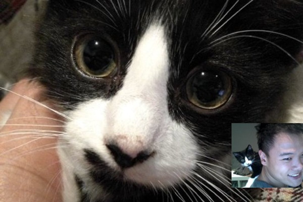 After 5 Weeks Of Fostering, He Couldn't Let Kitty Go...