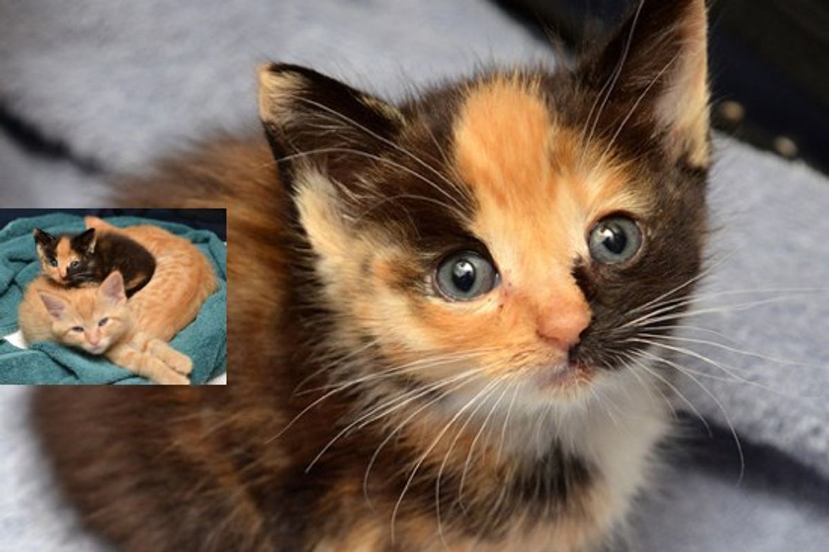Calico Kitten Finds Warmth And Love