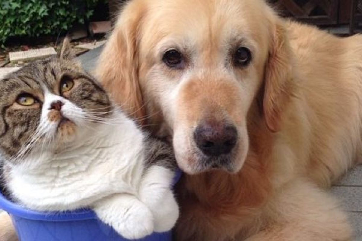 Cat and Her Golden Retriever Dog Share an Inseparable Bond