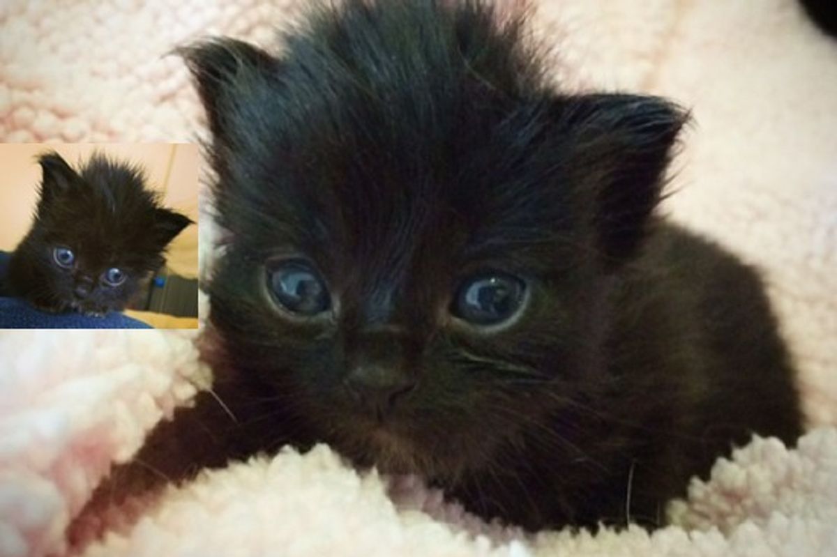 Gatsby The Beautiful Black Cat