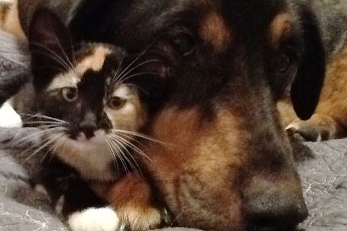 Cat who Grew Up with Her Dog Finds Comfort After Losing Her Best Friend