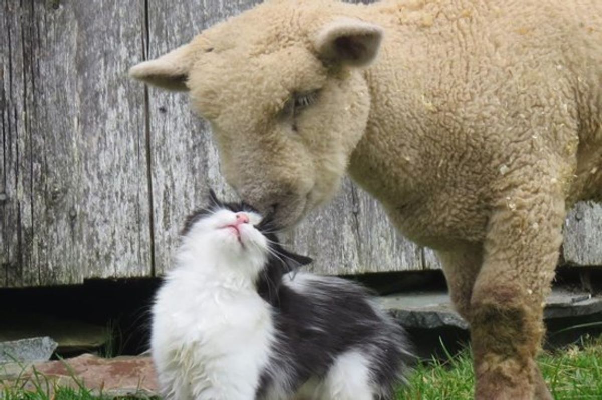 Cat Become Friends With Sheep