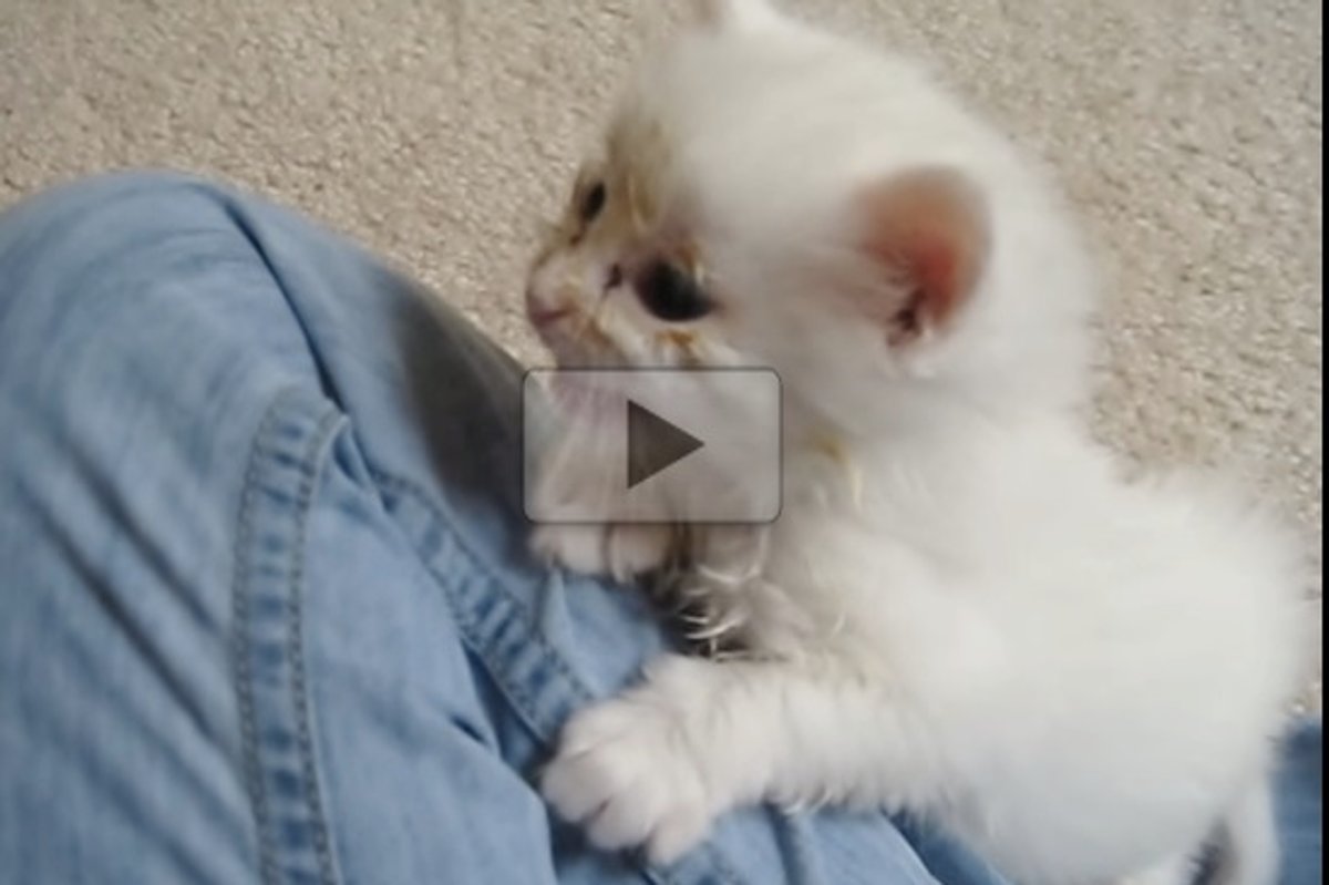 Tiny Meowy Rescue Kitty: Then & Now