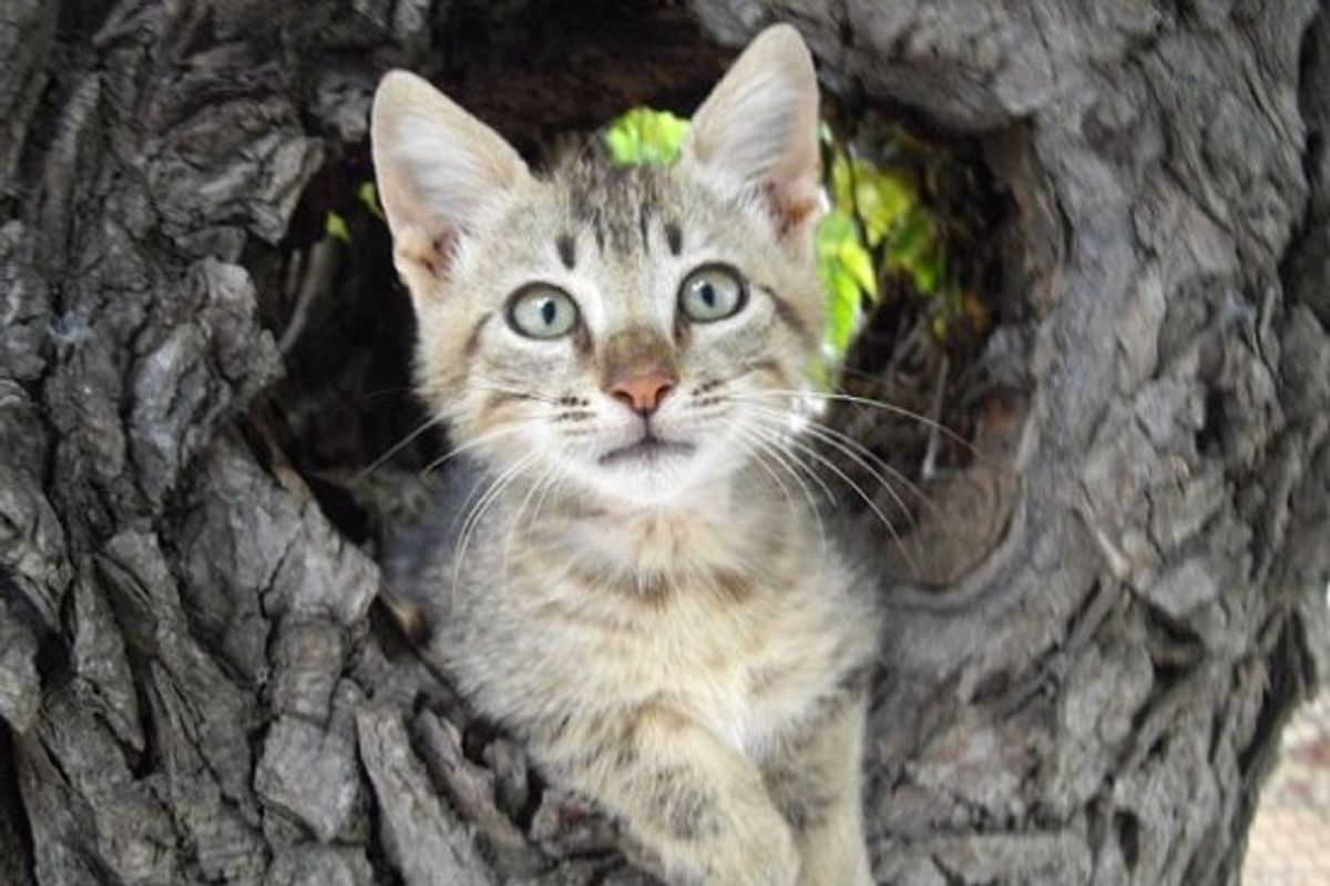 Woman Goes On A 2 Month Mission To Get Rescue Kitten From Greek Island To Britain