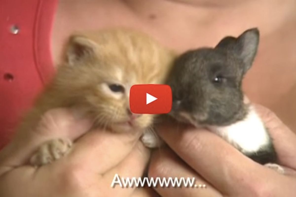 Cat Adopts Orphan Rabbit