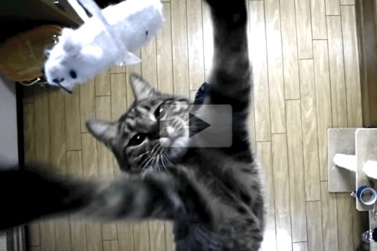 Nothing Can Rival The Jumping Cat