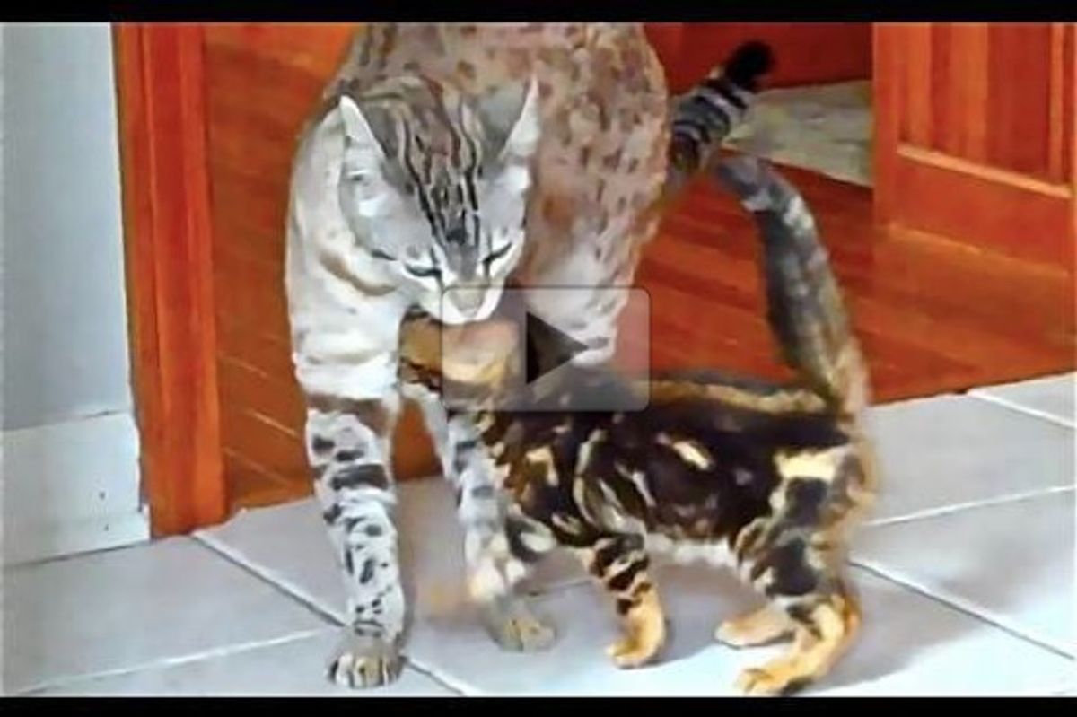 Sonic The Kitten Meets His New Big Brother