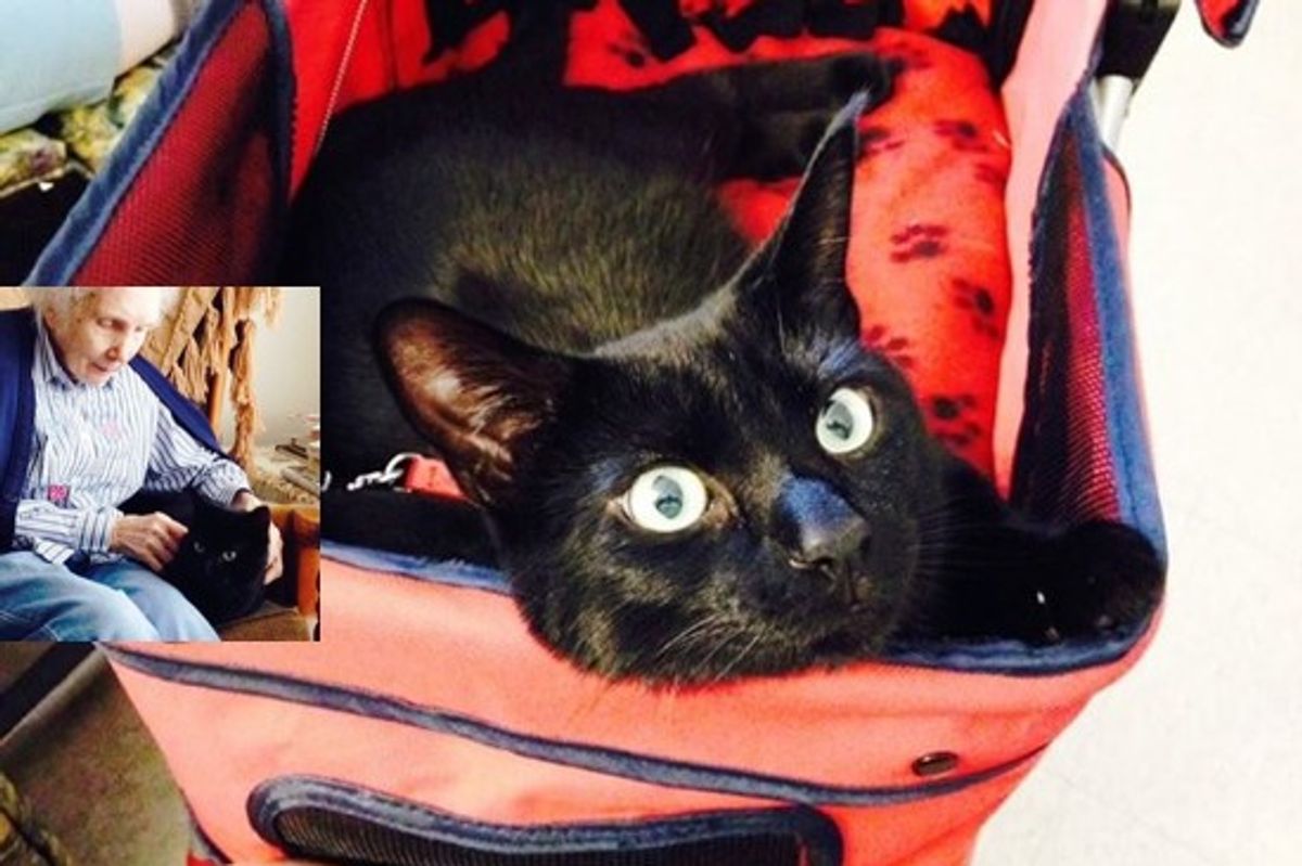 Draven The Inspiring Therapy Cat Changing Lives