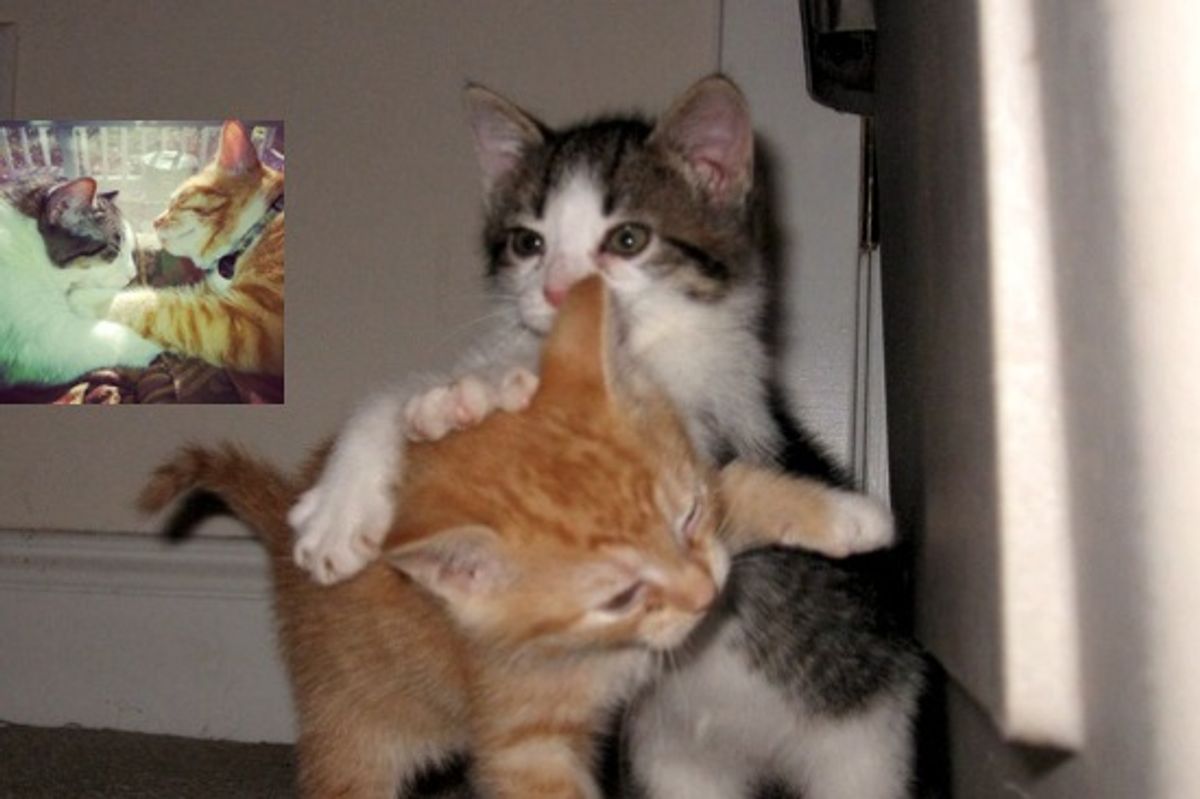 Went To Adopt One Kitten, Came Home With Two