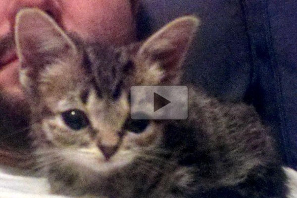 Kitten BUB's First Week Home