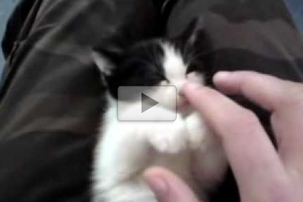 Adorable Kitten Falling Sleep