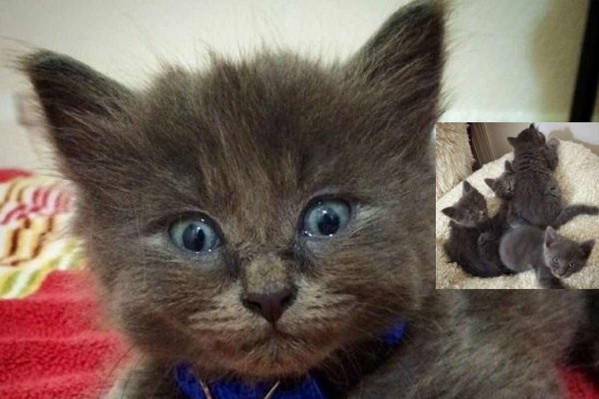 Furry Family Of Five