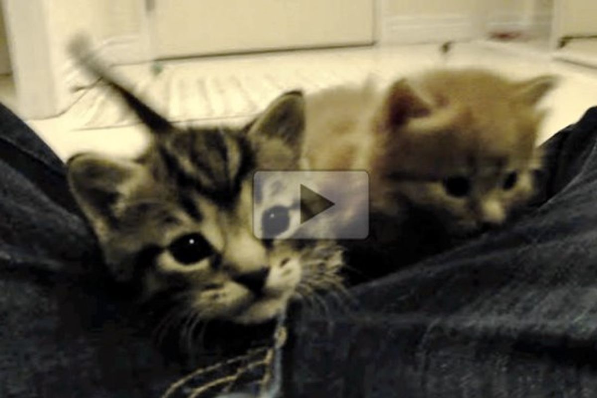 Calling To The Kittens...