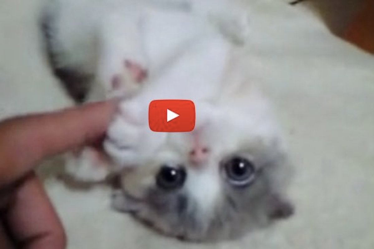 Kitten Holding Hands