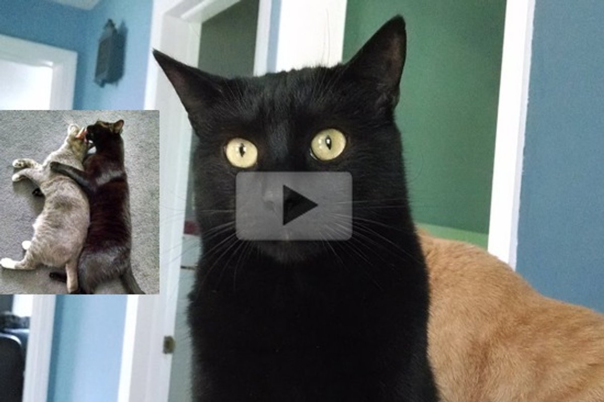 Xander Former Lab Research Cat Finds Freedom And Loving Home