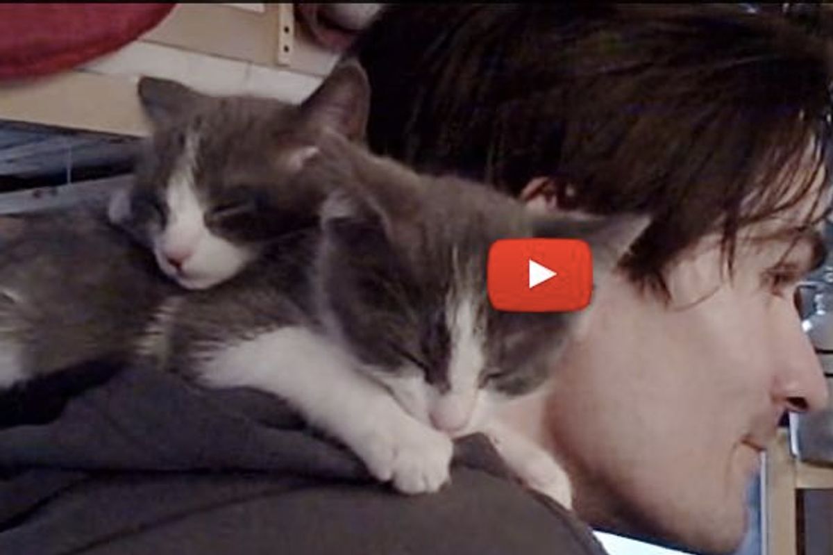 Kittens Climb On Dad's Shoulder