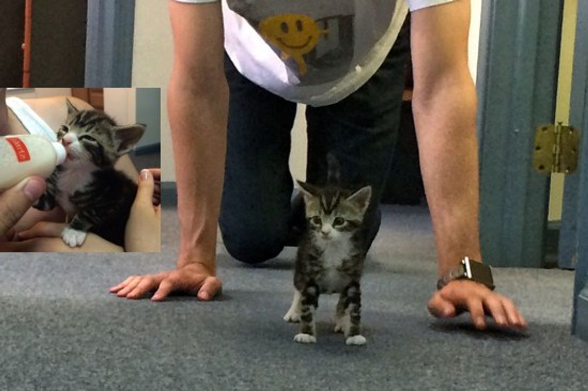 Joy Of Fostering