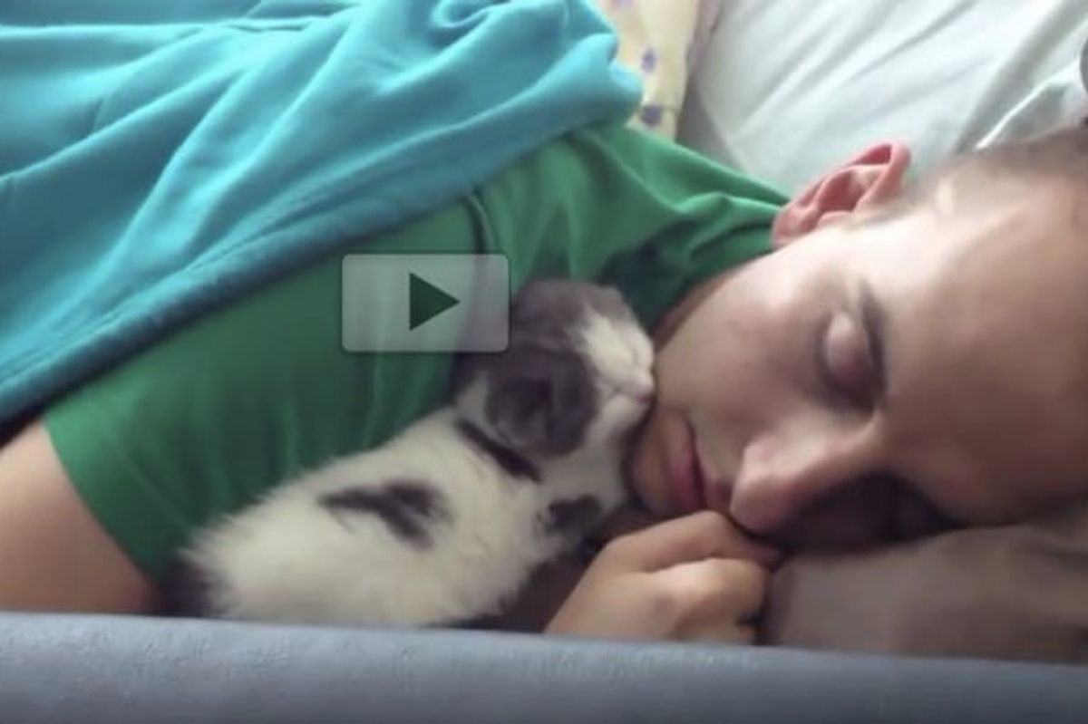 Kitten Sleeping With Dad