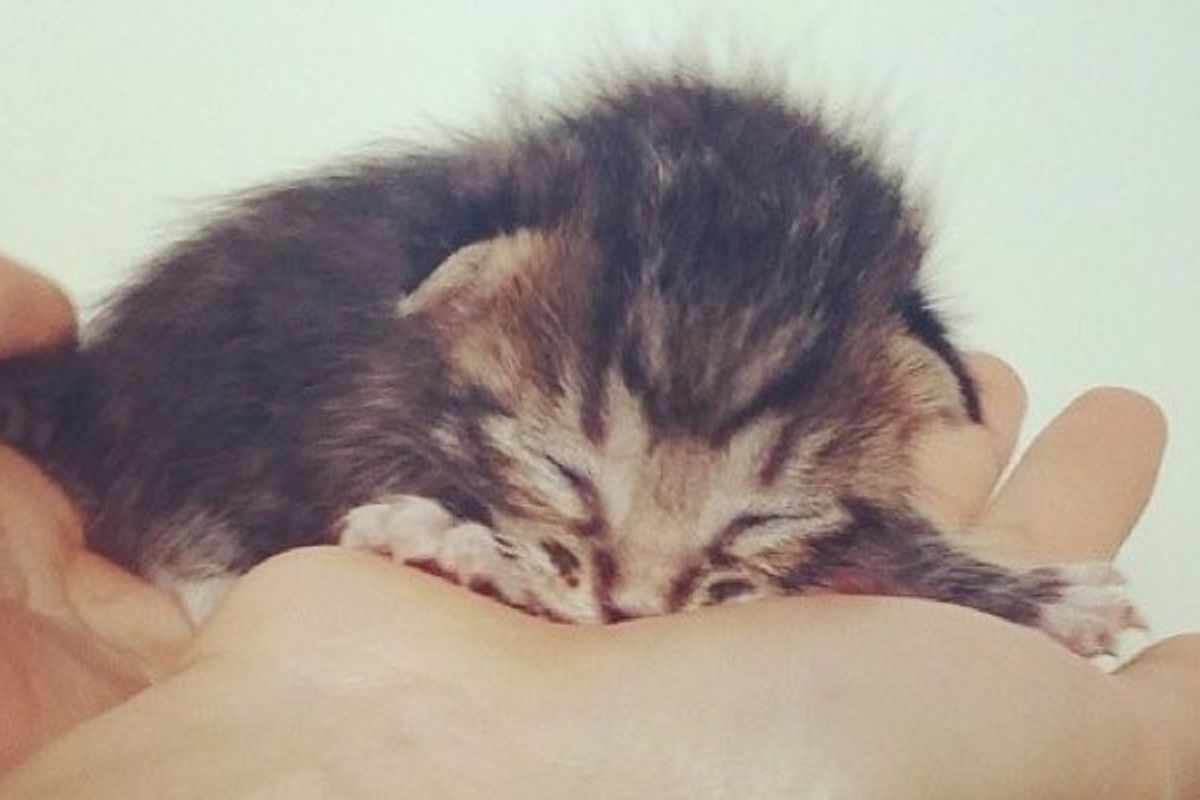Rescue Tabby Kitten Finds Saving Grace