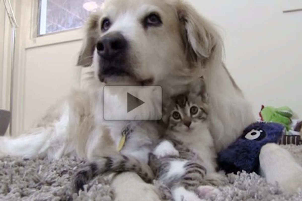 Wobbly Kitty And Her Dog Foster Dad