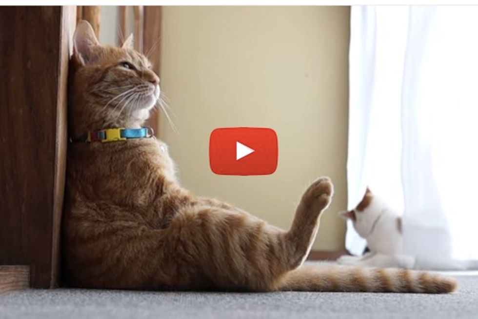 Sitting Cat