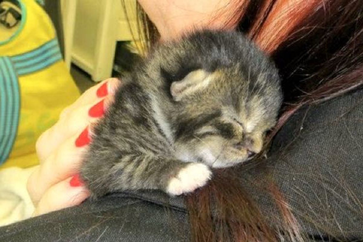 Palmer The Kitty Journey To Forever Home