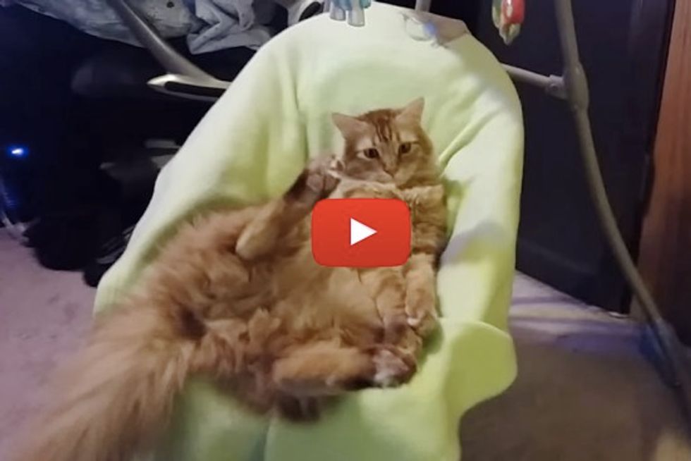 Cat Loves Baby Swing
