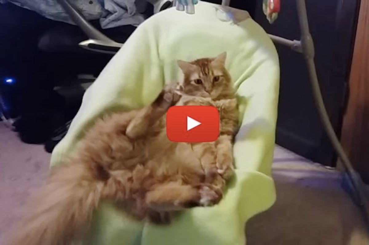 Cat Loves Baby Swing