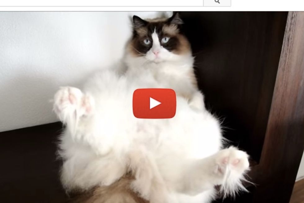 Timo The Cat And His Relaxing Lifestyle