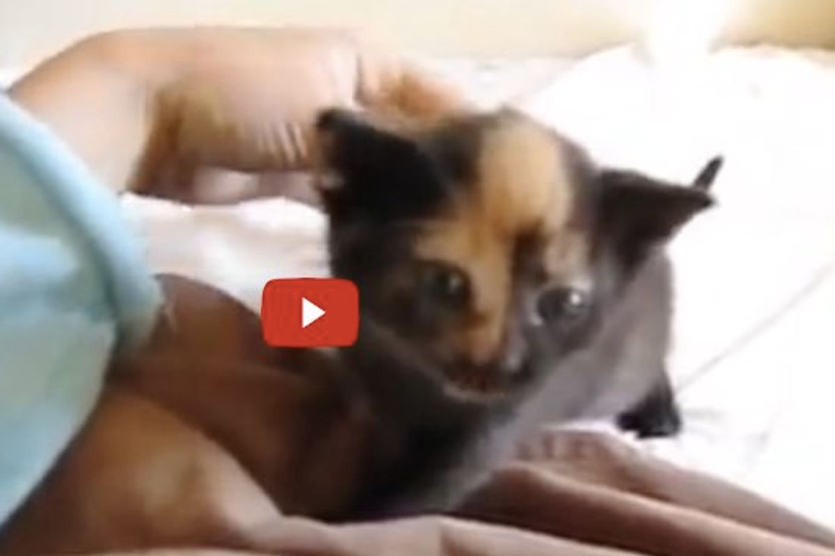 One of These Kittens is a Tiny Squeaker!