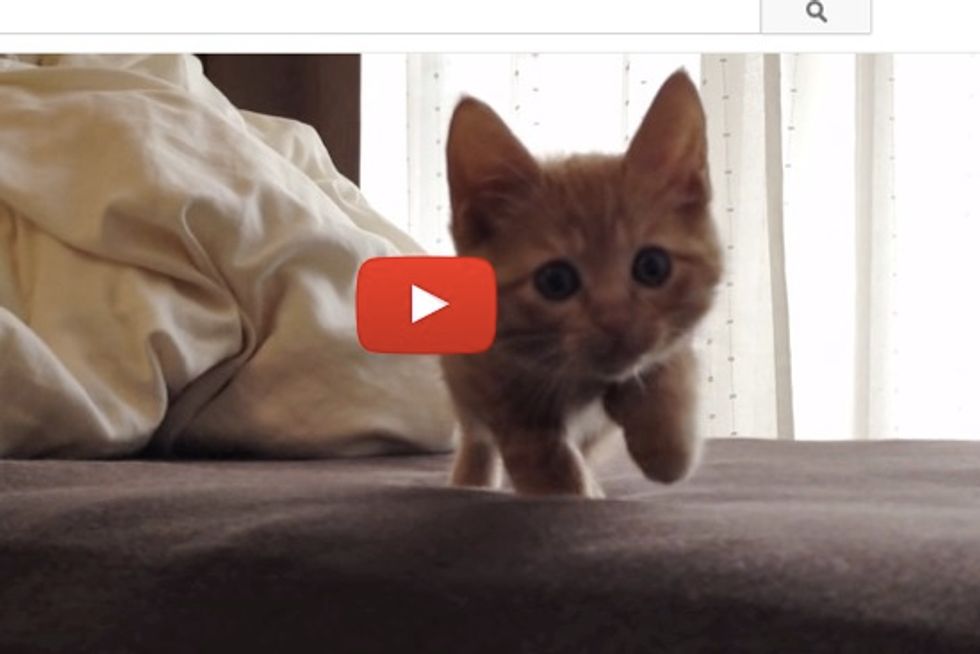 Little Stalking Kitten