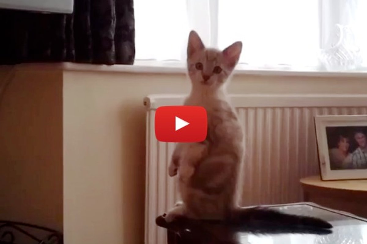 Kitten Standing Up Watching TV