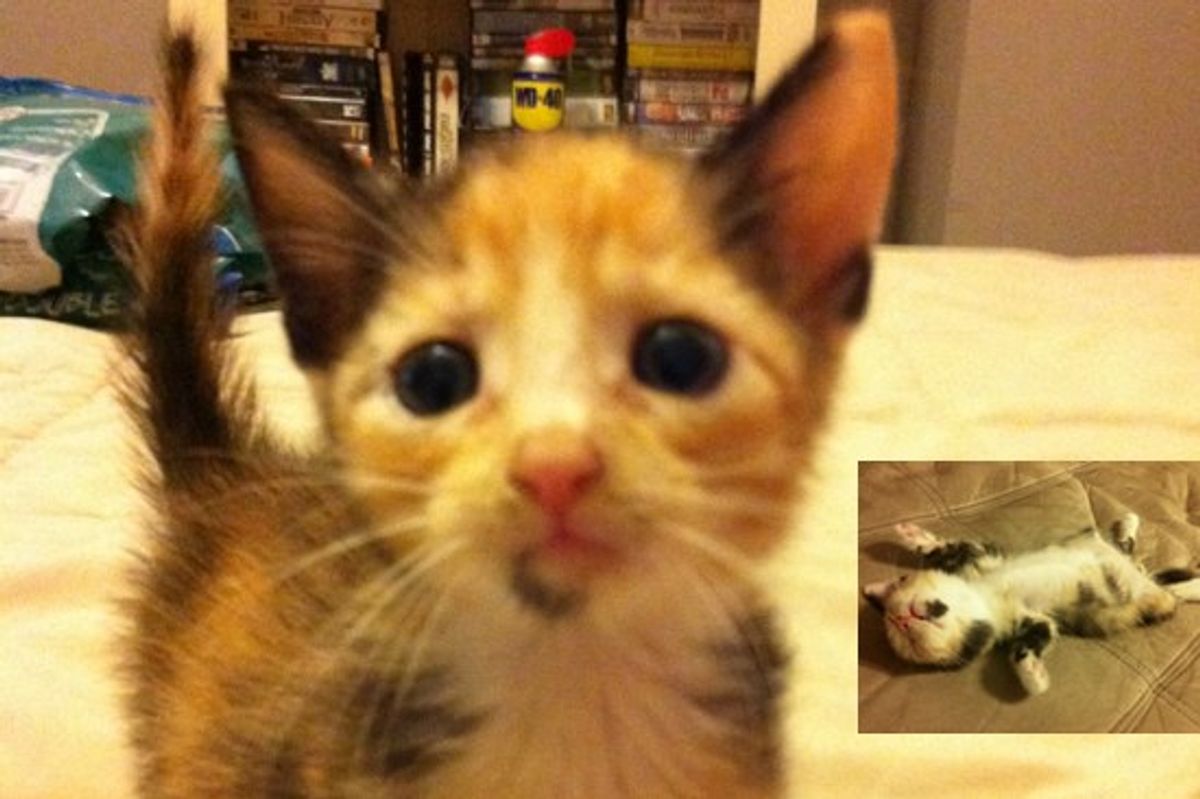 Meet String The Calico Boy