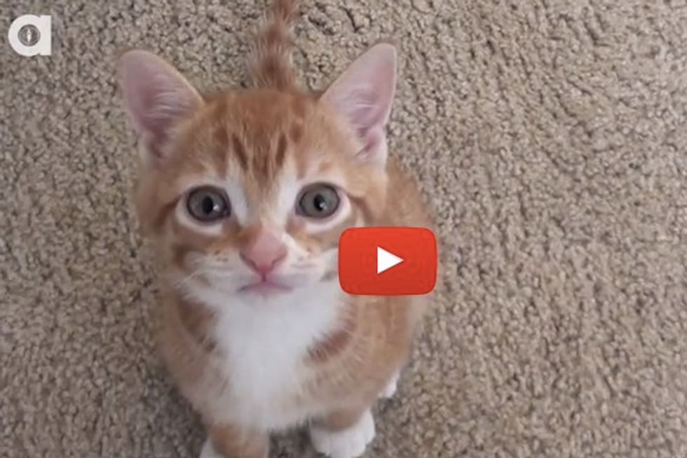Kitten to Cat!