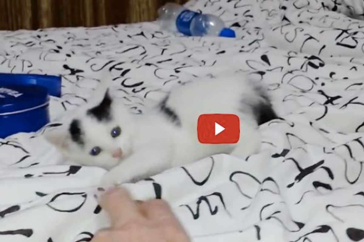 Little Rescue Kitten Jumping and Playing with Her Rescuer!
