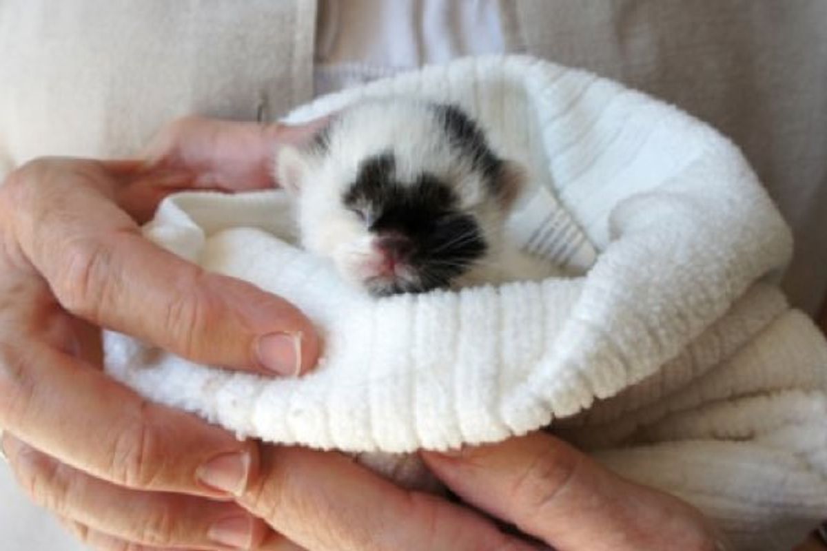 Kitten Looks Like Panda Bear Found on Sidewalk