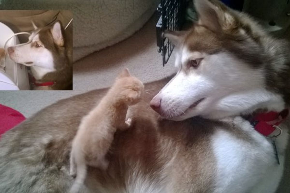 Tiny Rescue Kitten And His Big Husky Brother