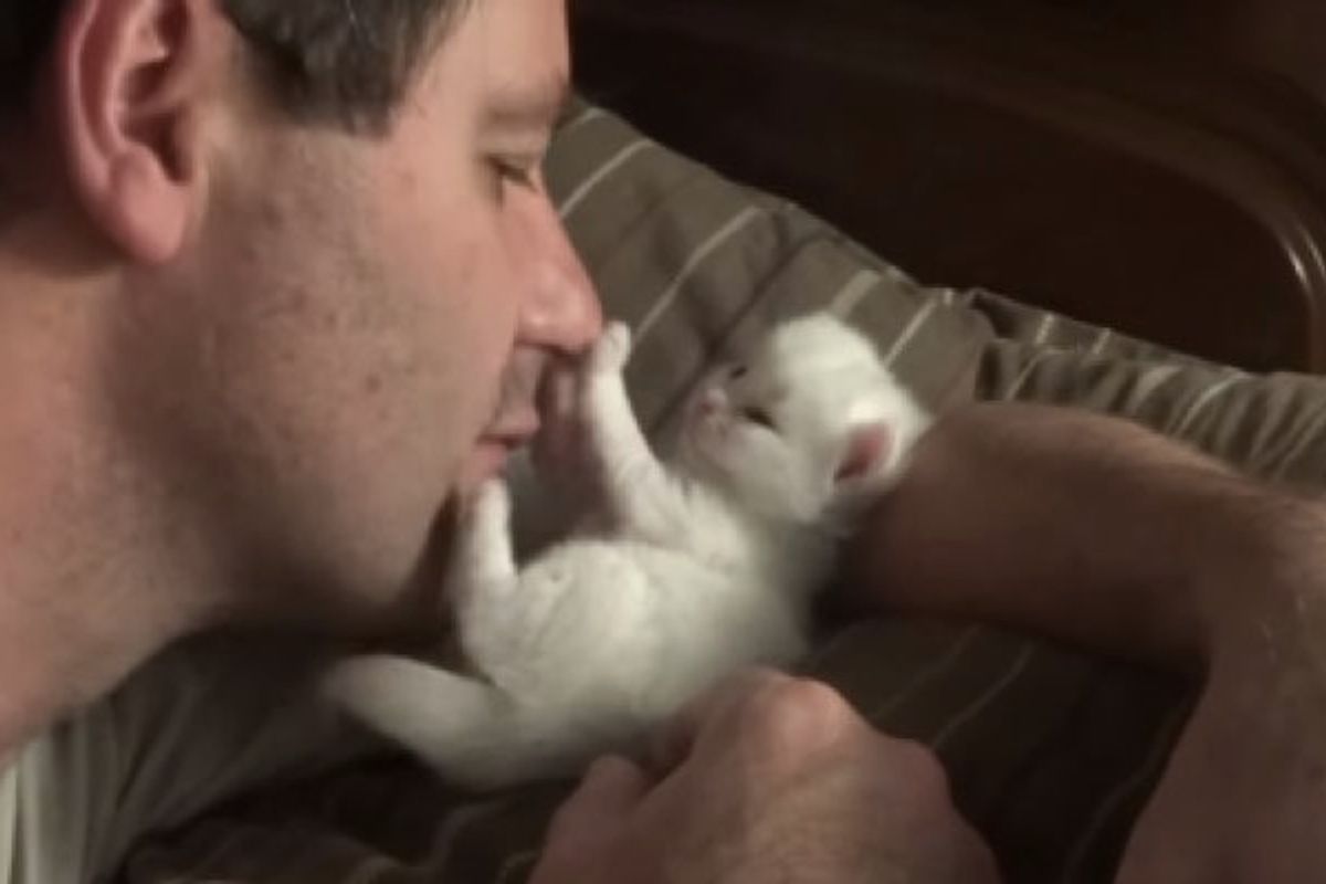 Tender Moment Between Kitten And Human Dad