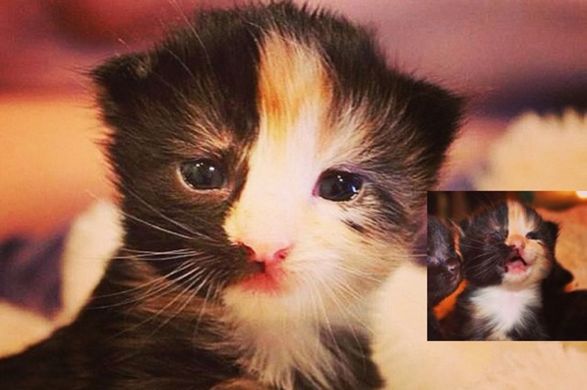 Janus The Adorable Chimera Kitty