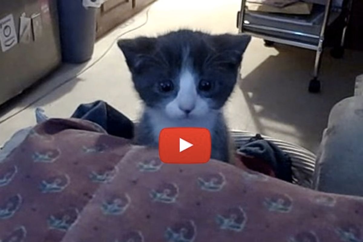 Kitten In Cute Ninja 'Attack' Mode