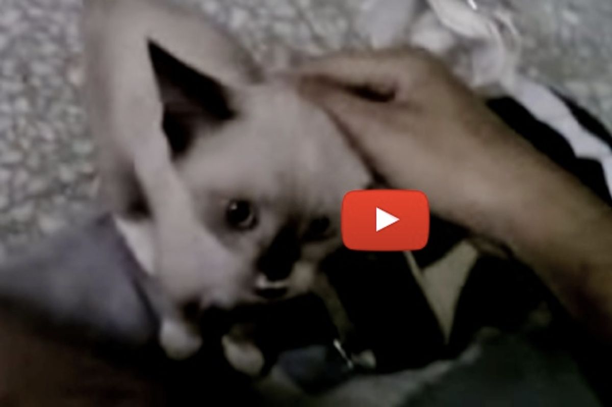 Happy Kitty Welcomes Mom Home After Work