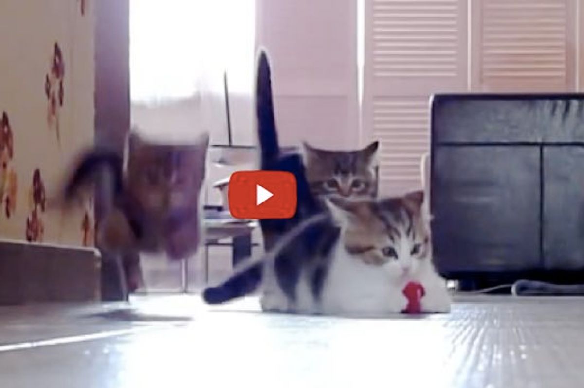 Kittens Racing, Jumping, Flying across the Room. It's Madness!